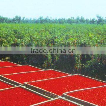 Gojiberry From Our Own Organic Goji Farm photo-2