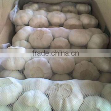 2013 crop fresh 6.0cm pure white garlic