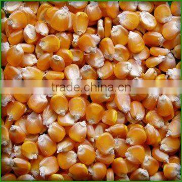 Yellow corn/Yellow maize for animal feed production