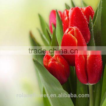 2016 long stem flower fresh red tulip flower to artist