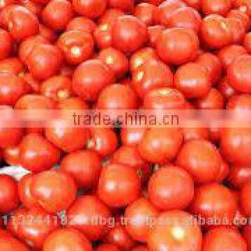 Fresh ketchup Tomato Exporters in India