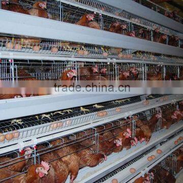 battery broiler chicken cage