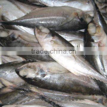 HORSE MACKEREL WHOLE ROUND I F