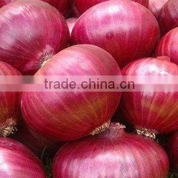 Onion Seeds Red Bombay ( Pink / Red )