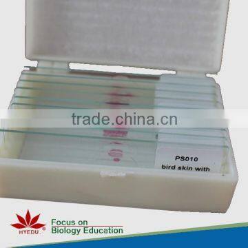 Bacteria Prepared Slides Prepared Microscope Slides Set