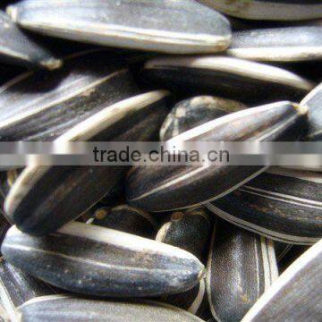 Sunflower Seeds
