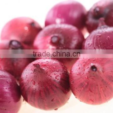 Quality Onion for export from india