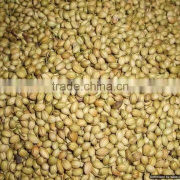 FRESH CORIANDER SEED