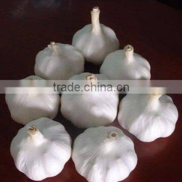 Chinese 3p red/pure white garlic