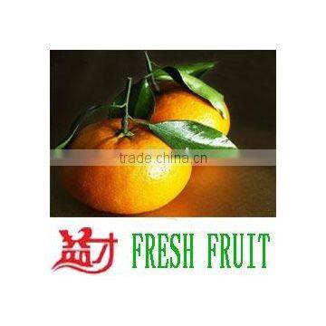 Chinese mandarin orange