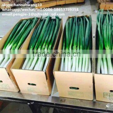 fresh green Chinese long onion