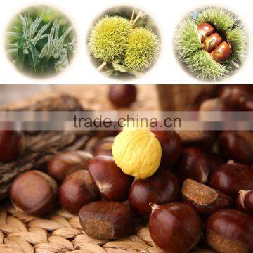 2015 Best Fresh Wholesale Chestnut photo-6