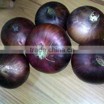 Fresh Onion ( Red - Yellow - White - spring)