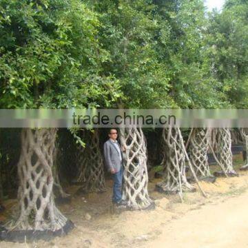 Tall and Big size basket shape Braid ficus microcarpa