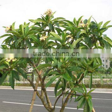 Yellow Flowers Plumeria Rubra L. Cv. Acutifolia