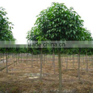 Bischofia polycarpa (Levl.) Airy Shaw