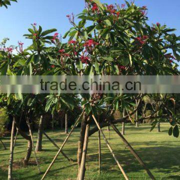 Red Flower Plumeria Rubra L. Cv. Acutifolia