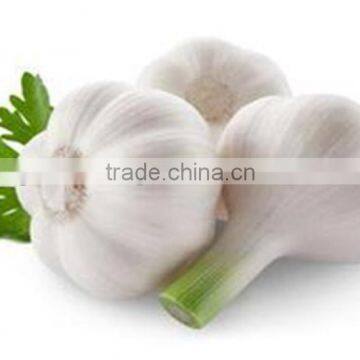 Garlic Garlic Garlic