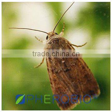 Pheromone Lure for Spodoptera exigua and trap set