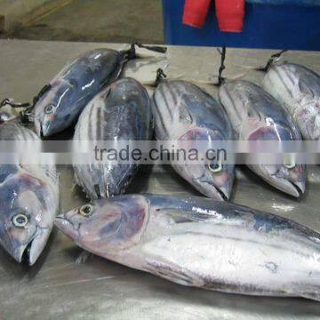 Skipjack Tuna