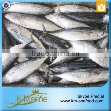 Seafood Frozen Fish Bonito WR With Prices photo-3