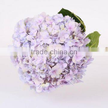 Wholesale Organic Fresh Cut Decorative Colorful Flowers Perfect For Mother's Day Hydrangea Flower