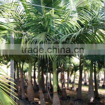 Archontophoenix Alexandrae "Alexander Palm" Size 175/250 photo-3