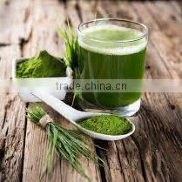 Organic Wheat Grass Powder Bulk Sales photo-2