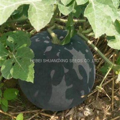 NOFA 3 Pure Black Seedless Watermelon Seeds for Sale photo-3