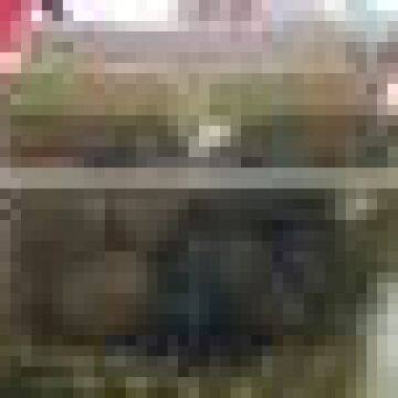 Green Tomato in Drums