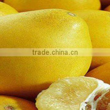 new crop fresh sweet pomelo