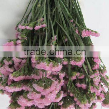 Fresh Factory Direct Fresh Cut Myosotis Flower photo-5