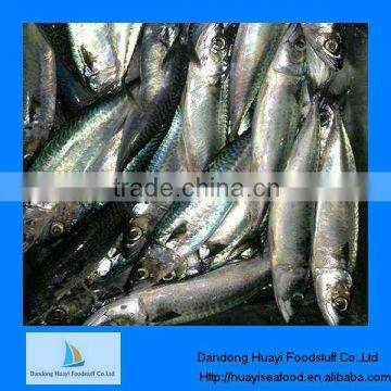 New caught seafood fish live