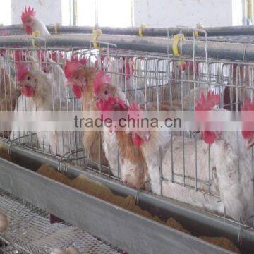 battery hen cages battery hen cages battery hen cages battery hen cages battery hen cages