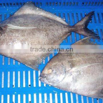 FROZEN BLACK POMFRET