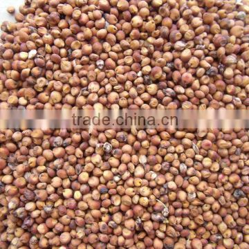 HIGH QUALITY SORGHUM