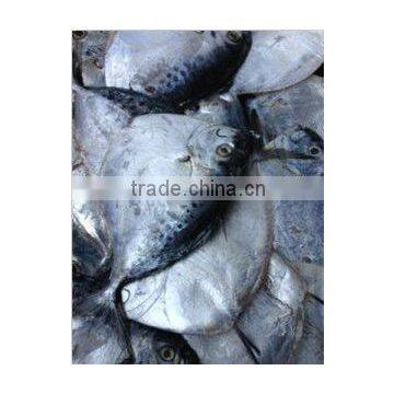 Chinese Export Frozen Mene Maculata whole round