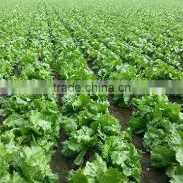 Fresh lettuce/iceberg lettuce for export