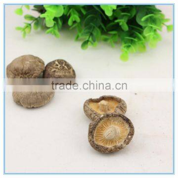 Prices for China wholesale organic freeze dried fresh white Shiitake mushroom