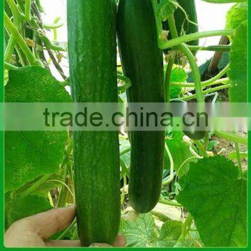 CU18 Jianjun f1 hybrid green chinese cucumber seeds for greenhouse planting