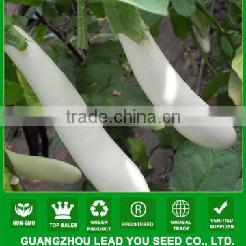 NE04 Mychy Long hybrid nice white color eggplant seed seeds