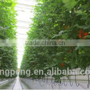 tomato hydroponic float glass agriculture greenhouse