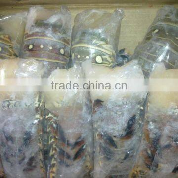 Spiny Lobster Tails (p Argus) photo-5
