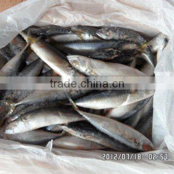 Fresh Frozen Sardines