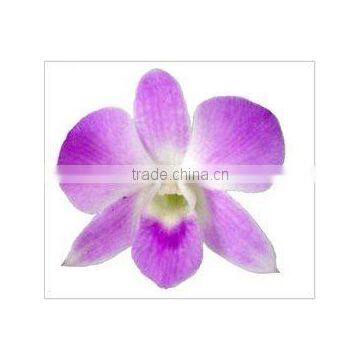 Thailand Top Quality D-013 Dendrobium Sakura Orchid