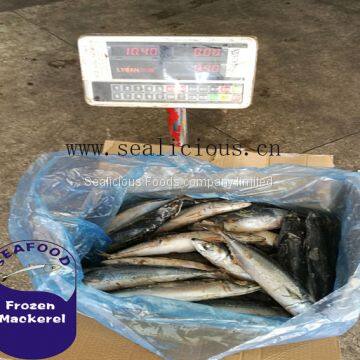 High Quality Frozen Fresh Sea Frozen Pacific Mackerel Fish 150-200