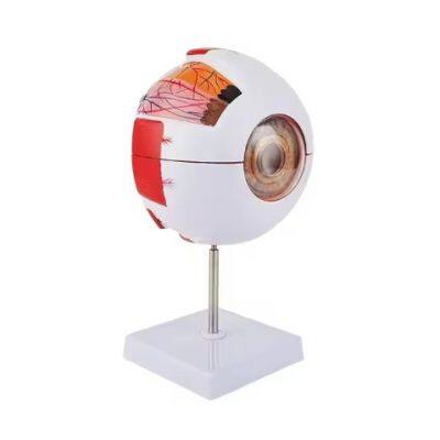 Low Price Anatomical Eye Model Medical Learning and Teaching Instrument Medical Science Teaching Resources Eyelid 6 Times