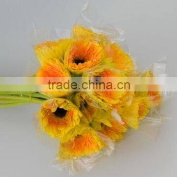 Color Champagne fresh gerbera flower