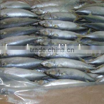 Frozen Whole Round Mackerel price