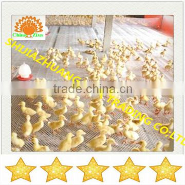 plastic netting for poultry